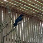 The raven sits on a tree branch.