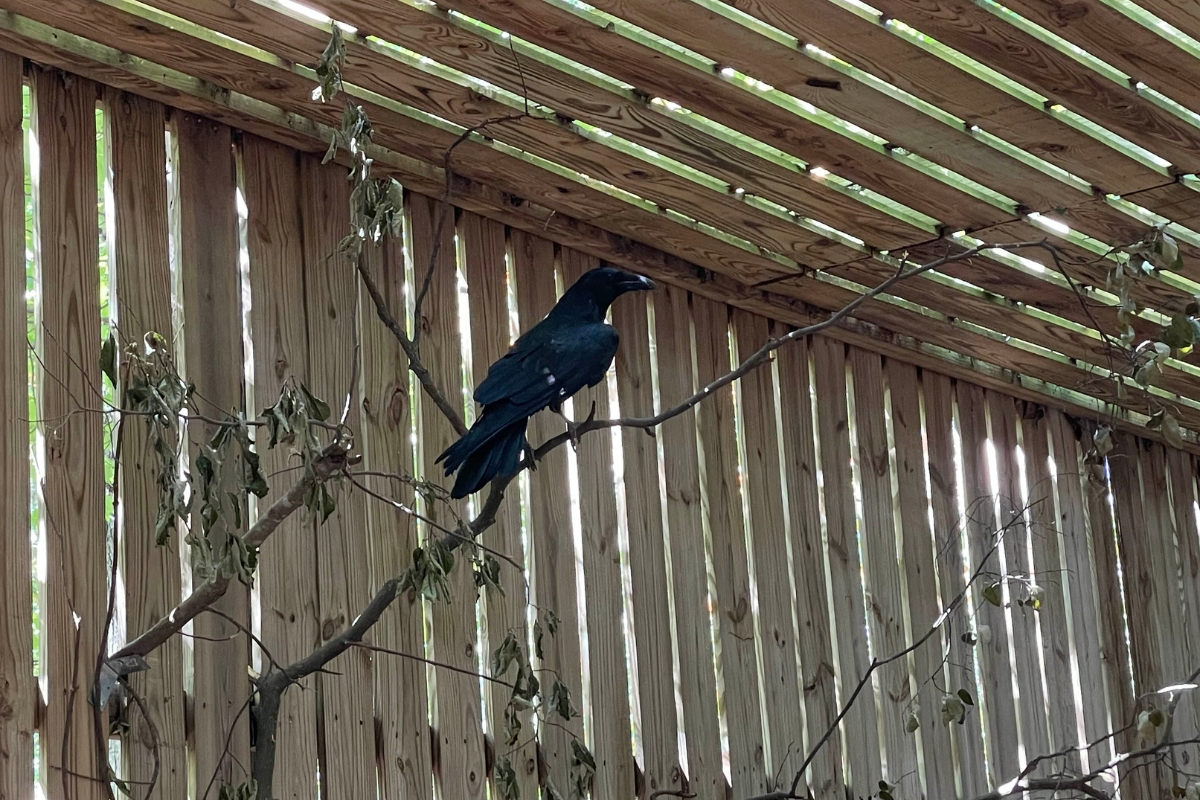 The raven sits on a tree branch.