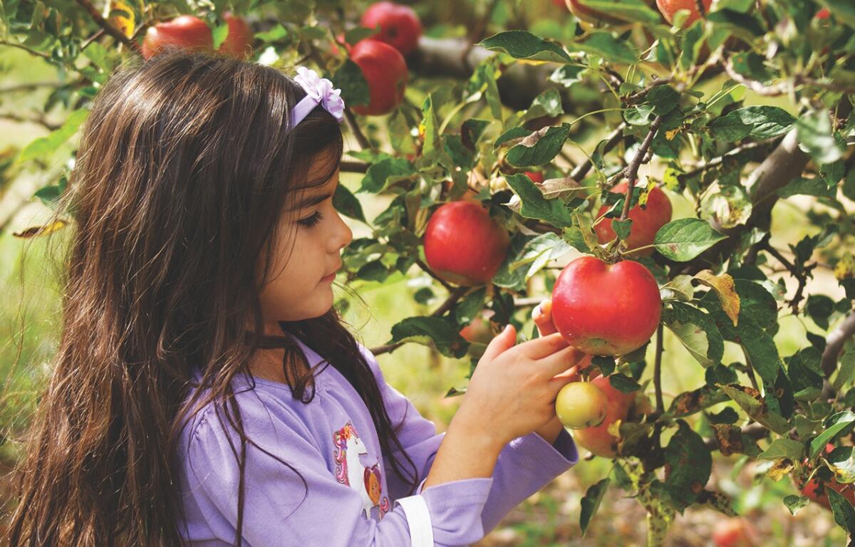 A young girl picks apples off a tree.