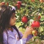 A young girl picks apples off a tree.