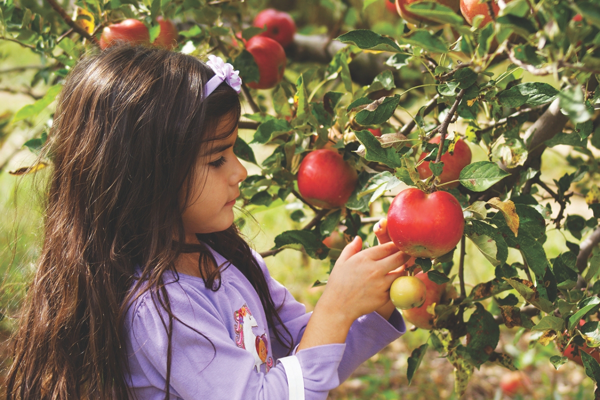 A young girl picks apples off a tree.