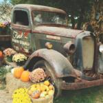 Lots of pumpkins and mums around an old truck.