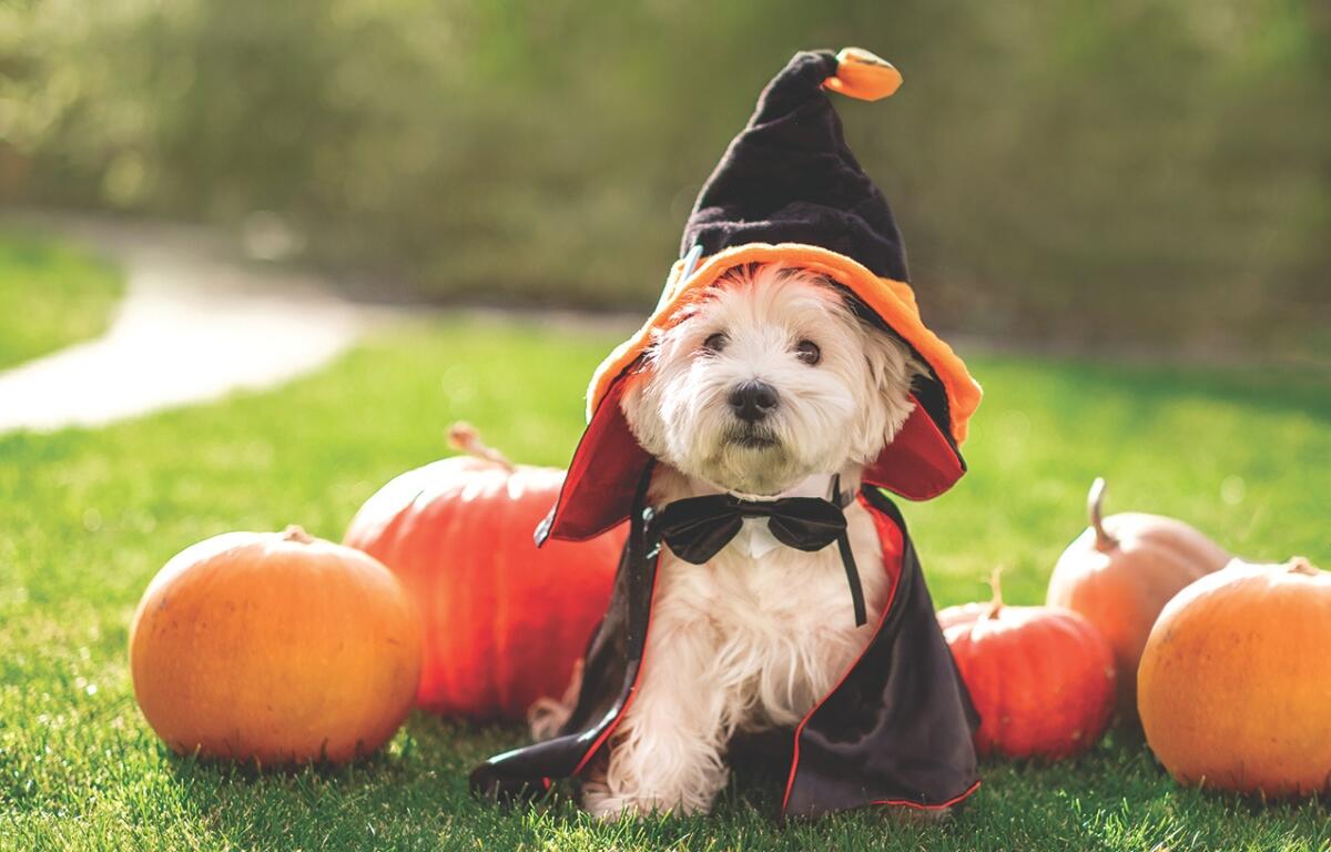 A small white dog in a witch costume.