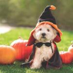 A small white dog in a witch costume.