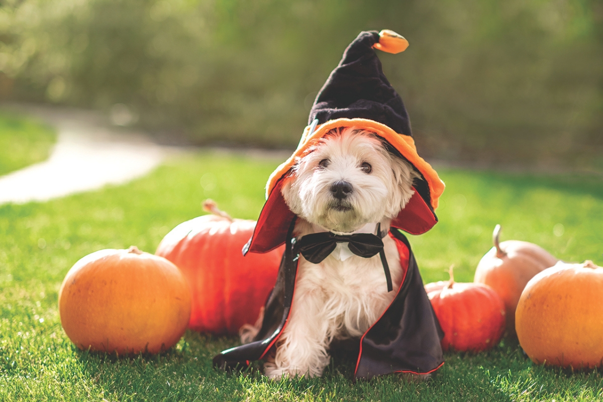 A small white dog in a witch costume.