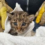 Upclose of the bobcat kitten