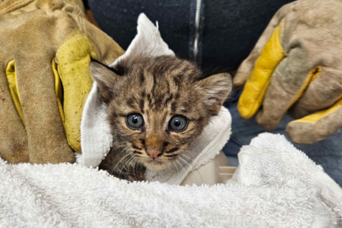 Upclose of the bobcat kitten