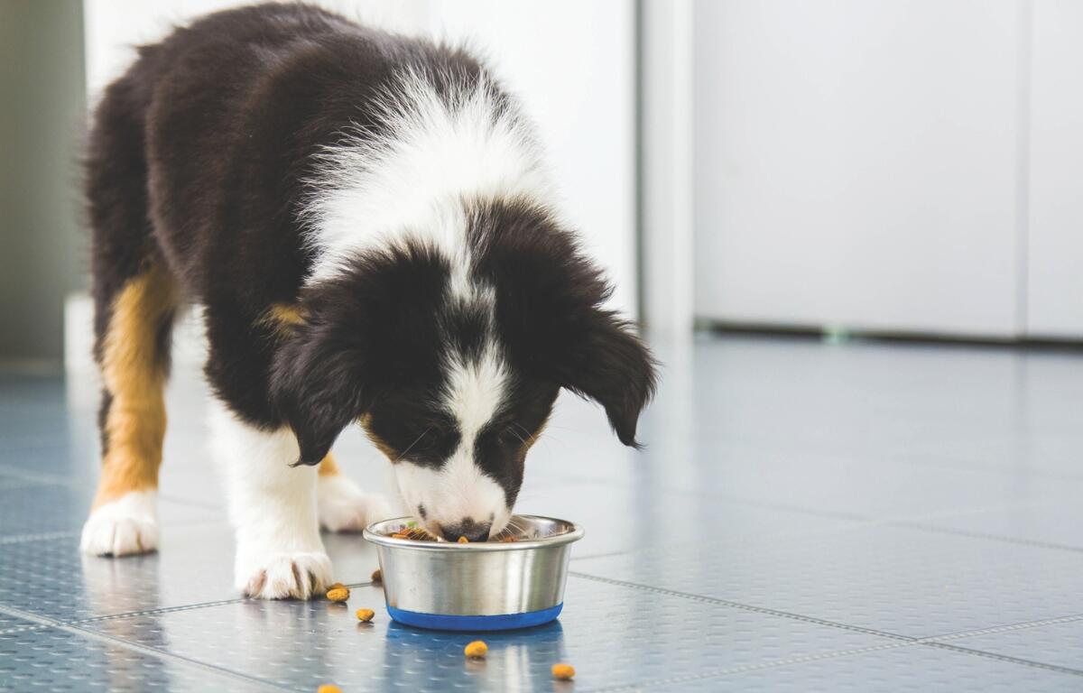 A dog eating on tile flooring.