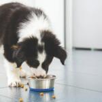 A dog eating on tile flooring.