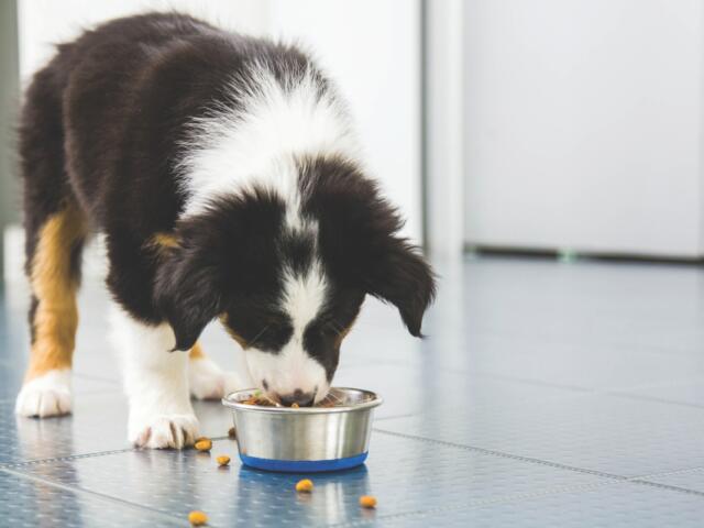 A dog eating on tile flooring.