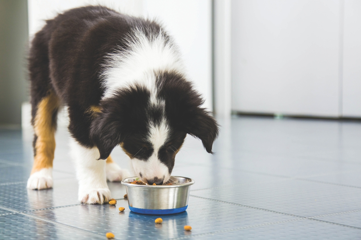 A dog eating on tile flooring.