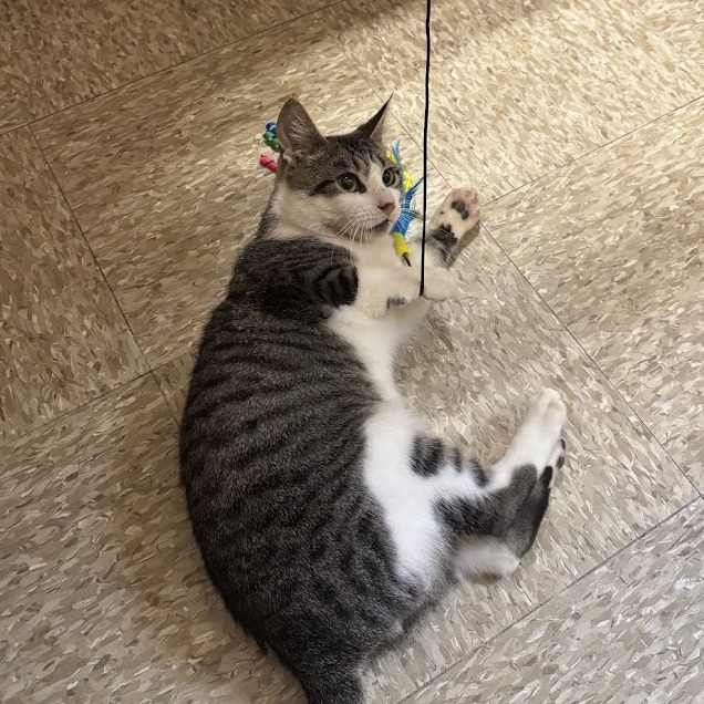 A tabby and white cat playing with a ribbon toy.