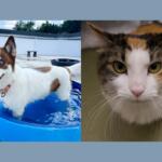 A mostly white with brown spots husky and a calico cat.