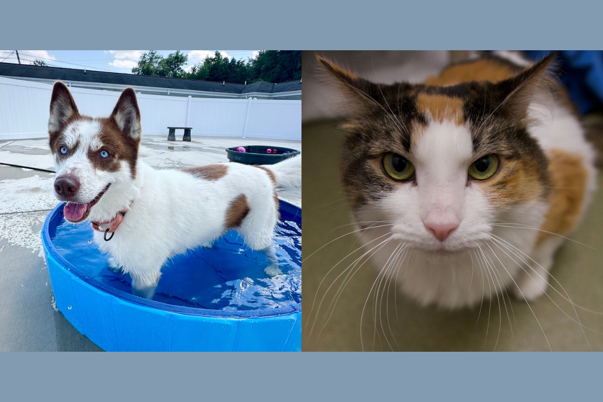A mostly white with brown spots husky and a calico cat.
