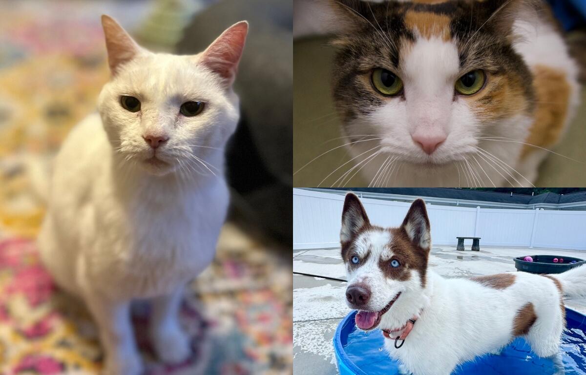 A white cat, a calico cat, and a mostly white husky with brown spots.