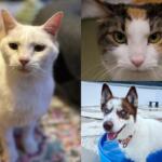 A white cat, a calico cat, and a mostly white husky with brown spots.