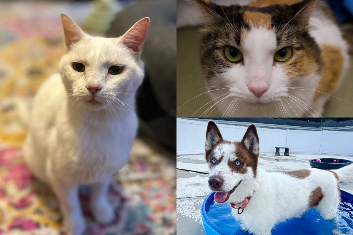 A white cat, a calico cat, and a mostly white husky with brown spots.