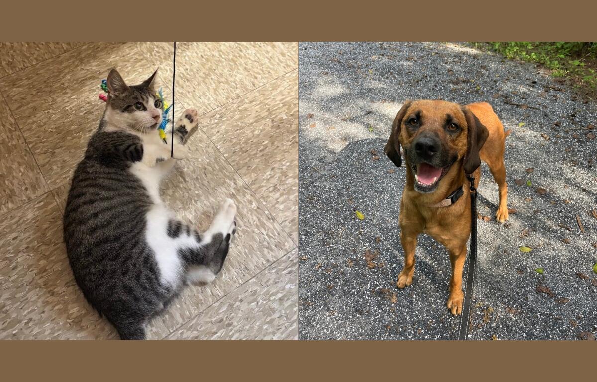 A tabby and white cat and a tan and brown hound.