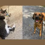 A tabby and white cat and a tan and brown hound.