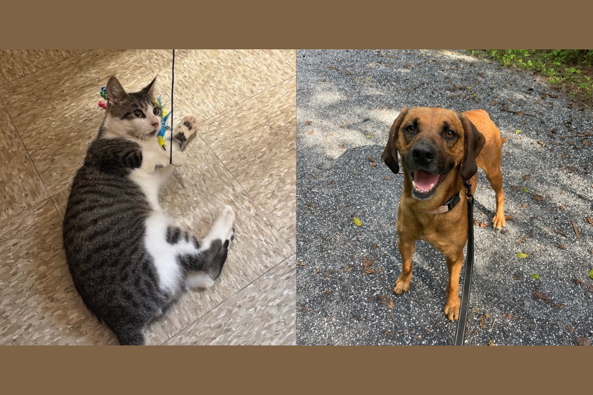 A tabby and white cat and a tan and brown hound.
