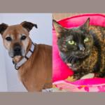 A medium tan dog and a black and orange cat.