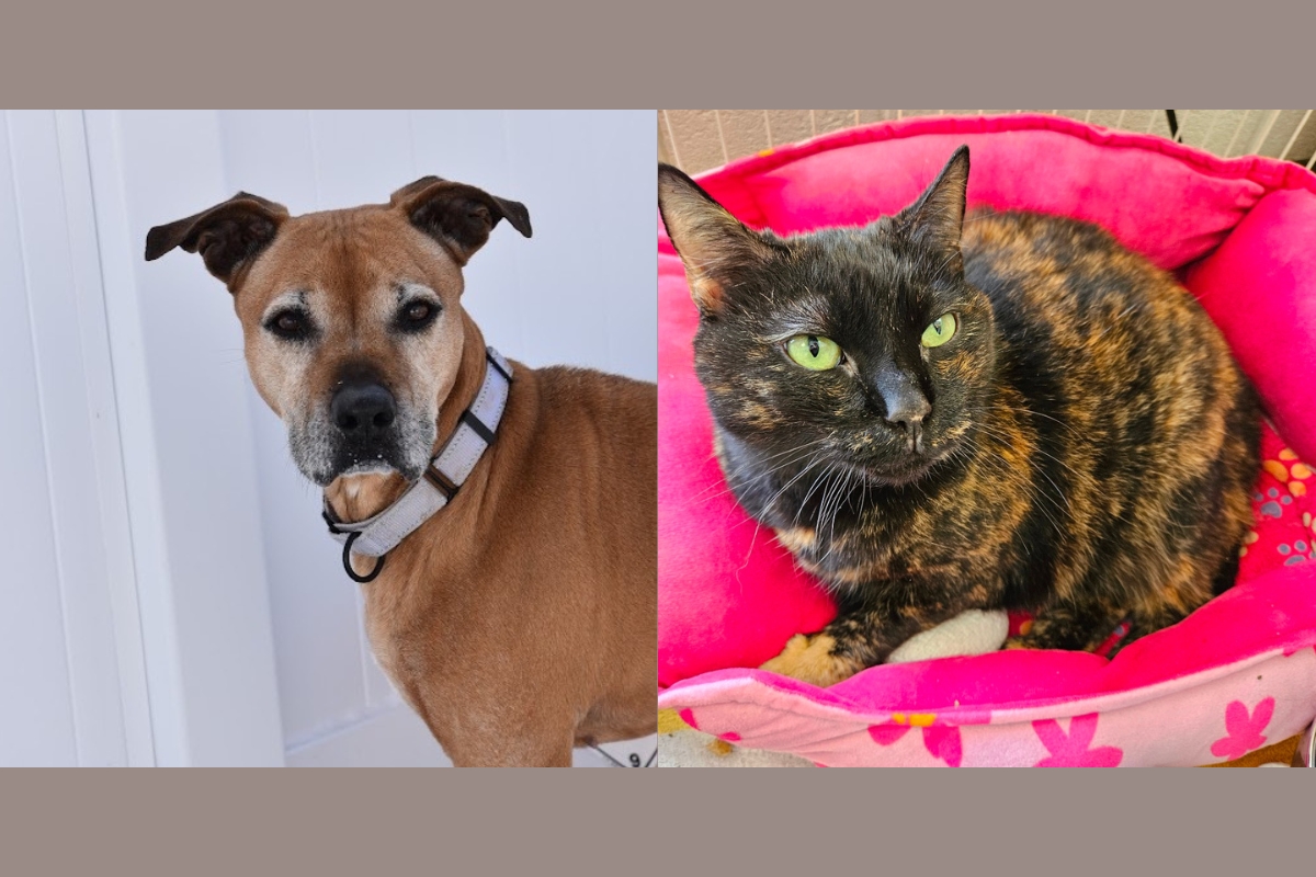 A medium tan dog and a black and orange cat.
