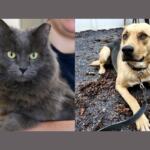 A fluffy gray cat and a large black and tan dog.