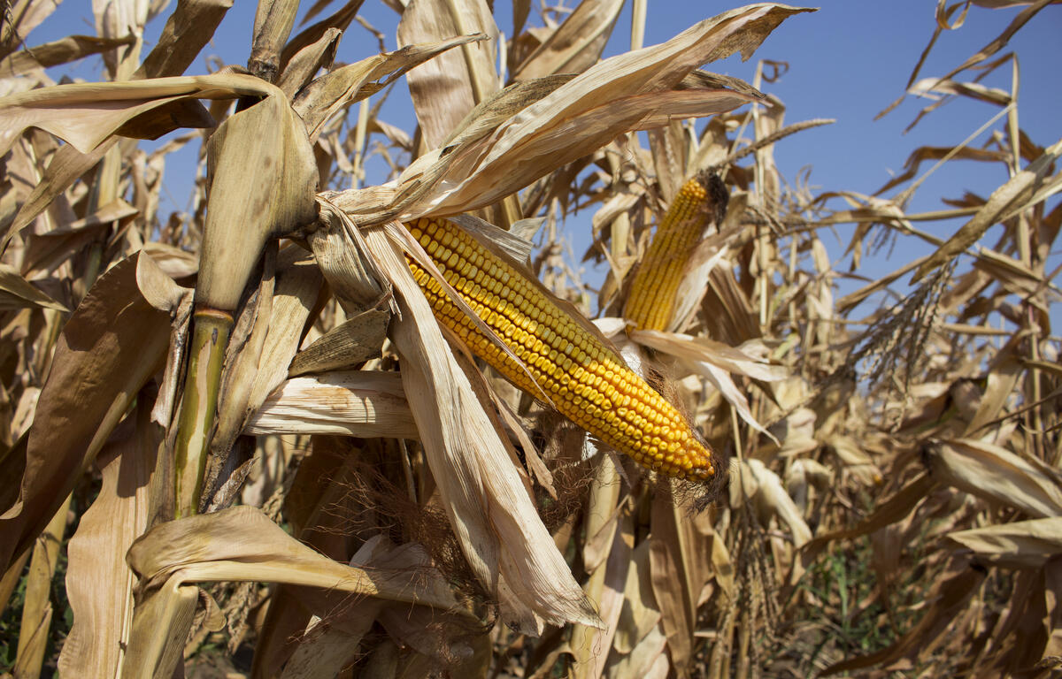 fall corn sun blue sky