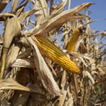 fall corn sun blue sky