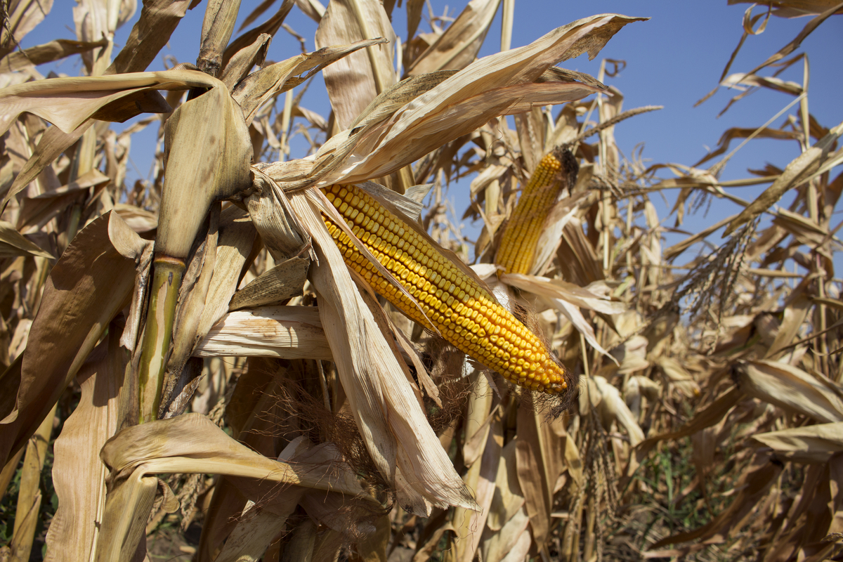 fall corn sun blue sky