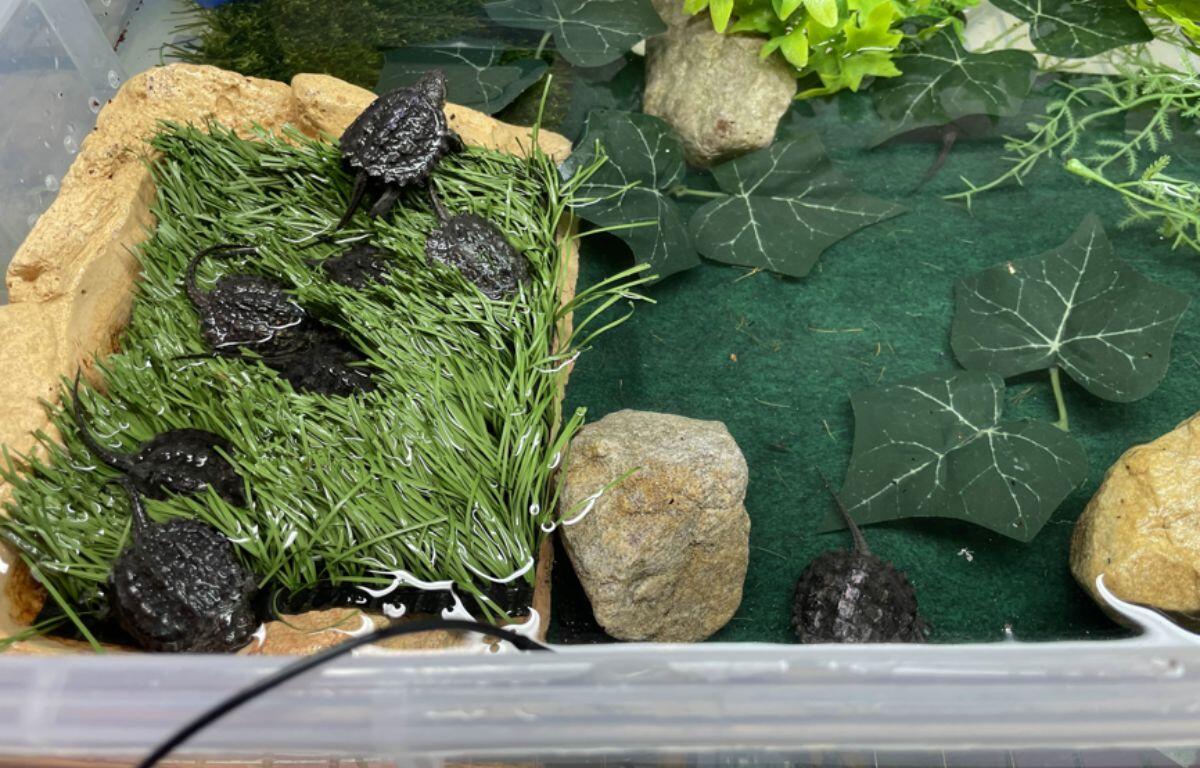 Snapping Turtles