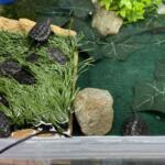 Snapping Turtles