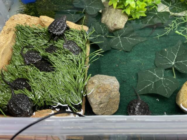 Snapping Turtles