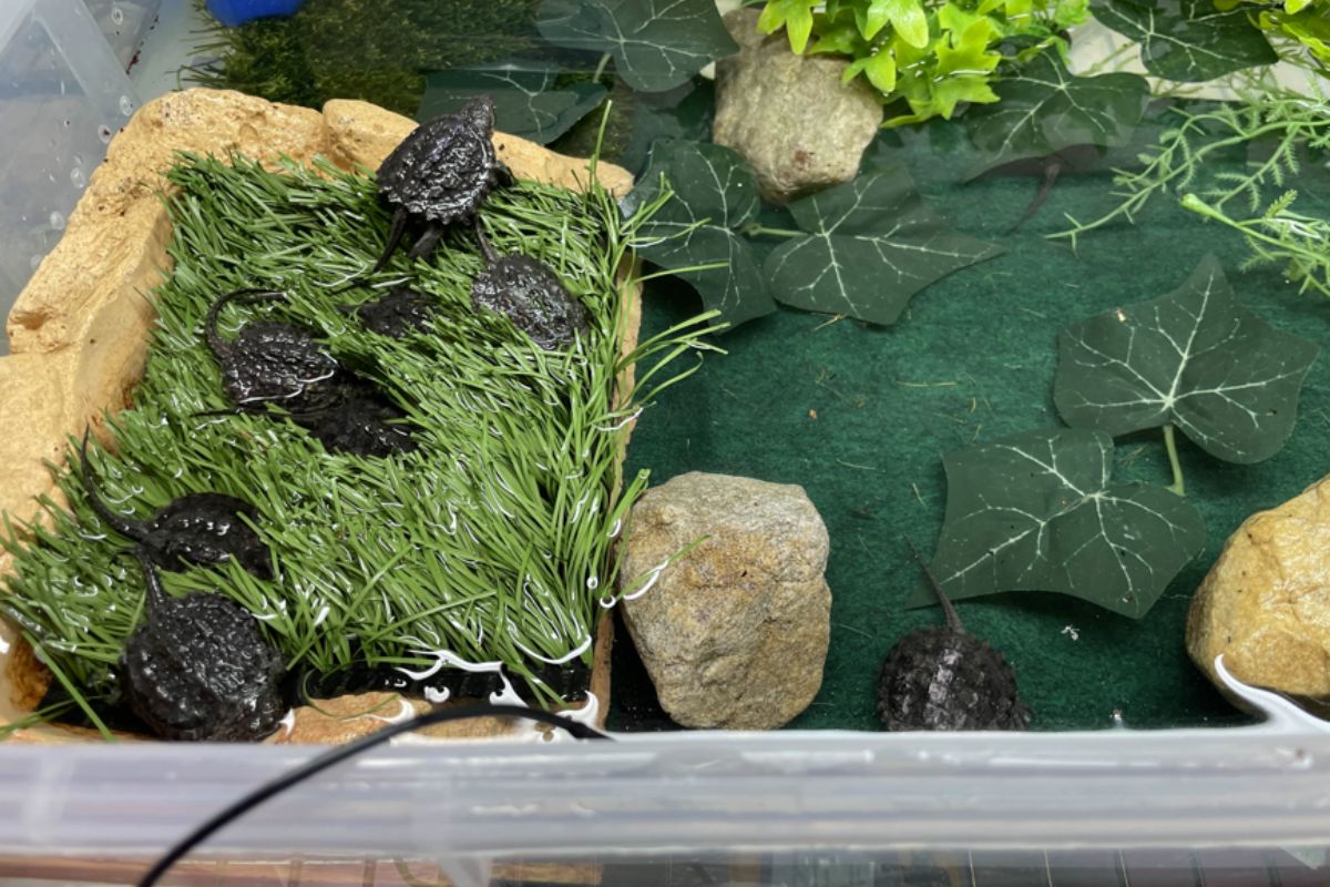 Snapping Turtles