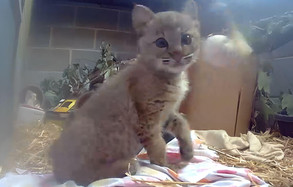 Bobcat