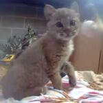 Bobcat