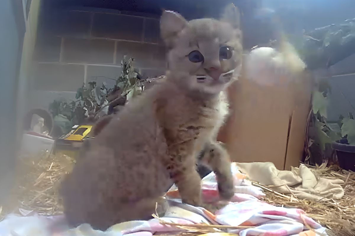 Bobcat