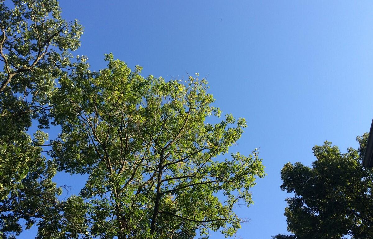 sunny green leaves tree blue sky