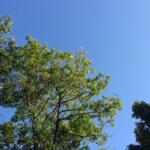sunny green leaves tree blue sky
