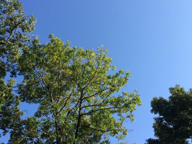 sunny green leaves tree blue sky
