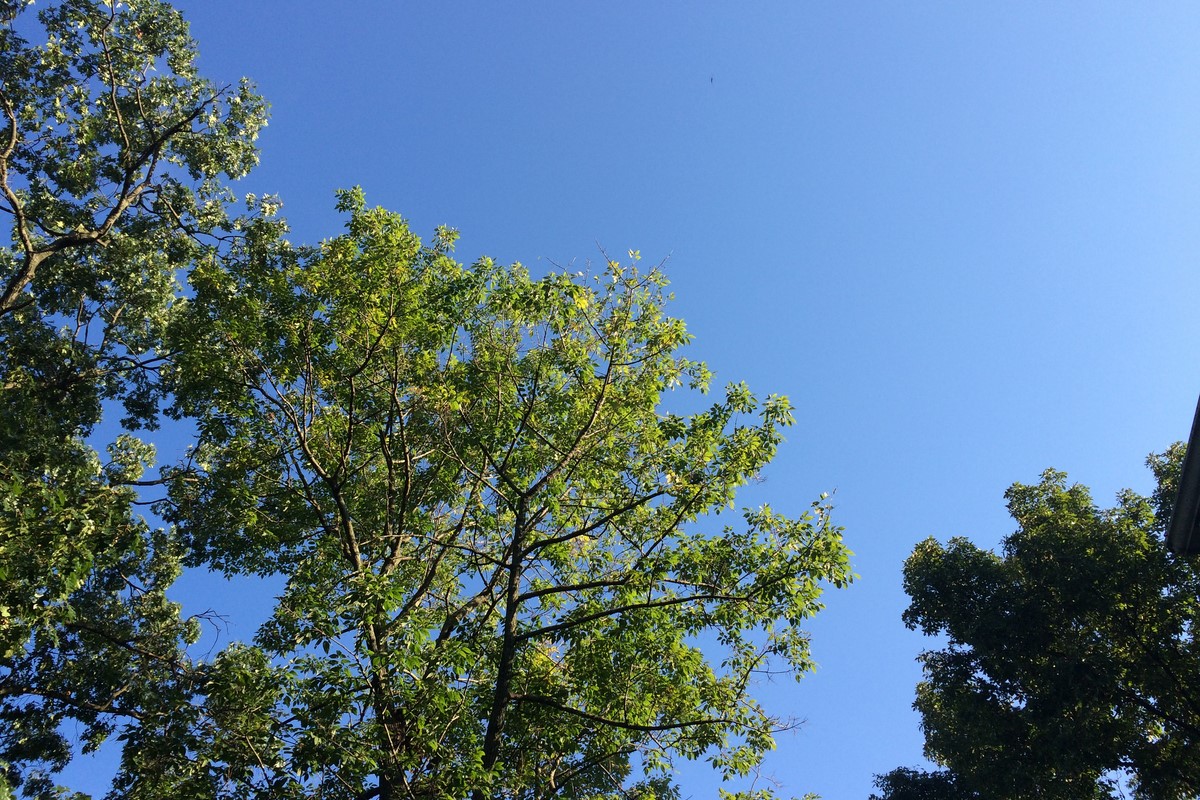 sunny green leaves tree blue sky