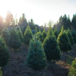 Christmas Tree Farm Live tree