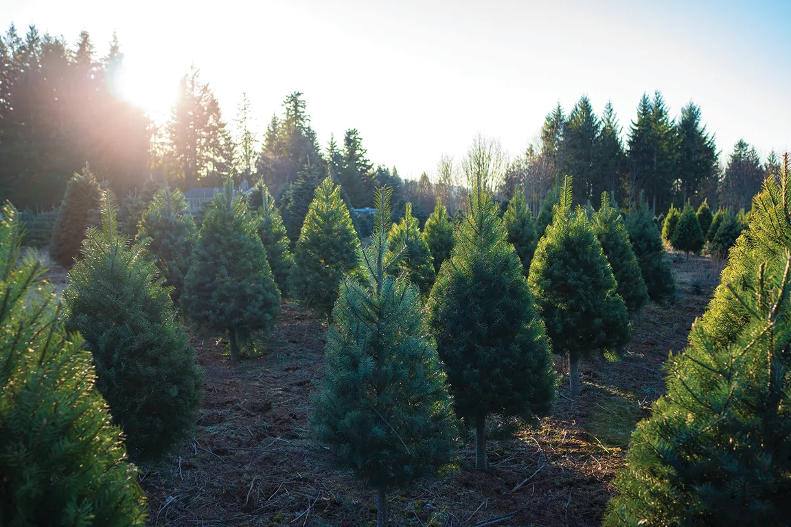Christmas Tree Farm Live tree