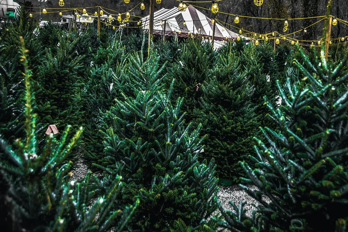 Christmas Tree Lot Trees