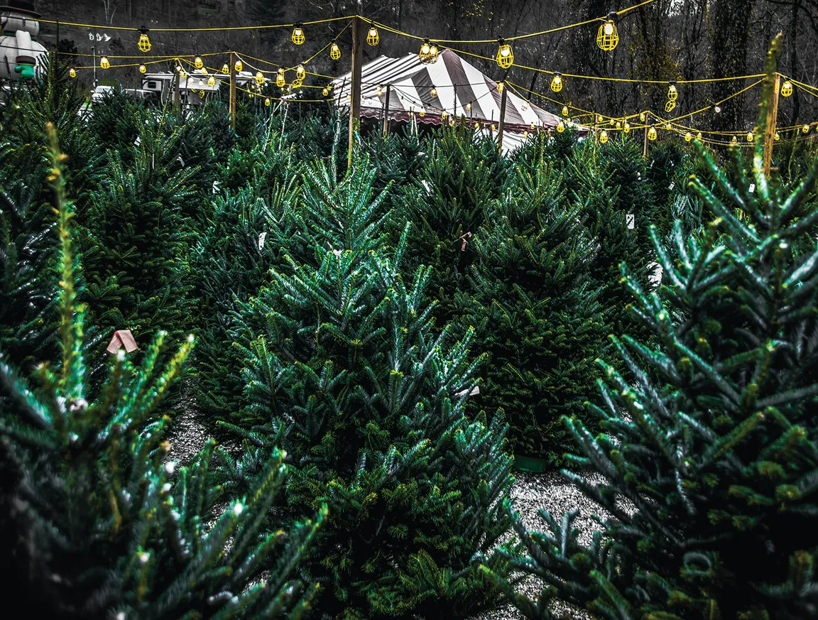 Christmas Tree Lot Trees