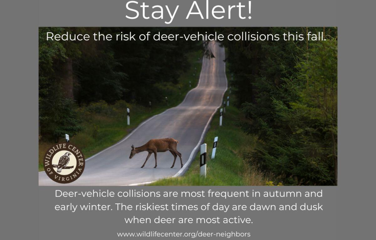 Stay Alert for Deer graphic