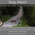 Stay Alert for Deer graphic