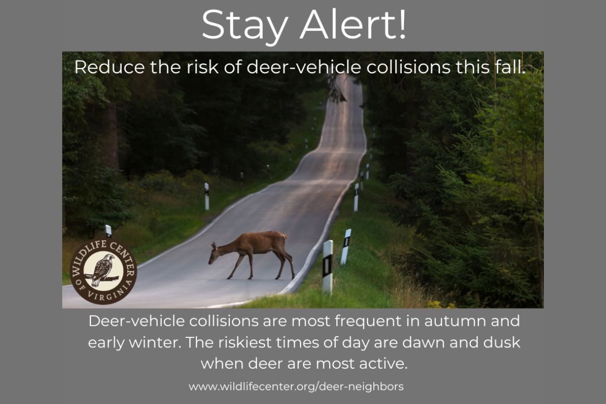 Stay Alert for Deer graphic