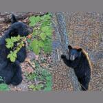 Black Bear Cubs