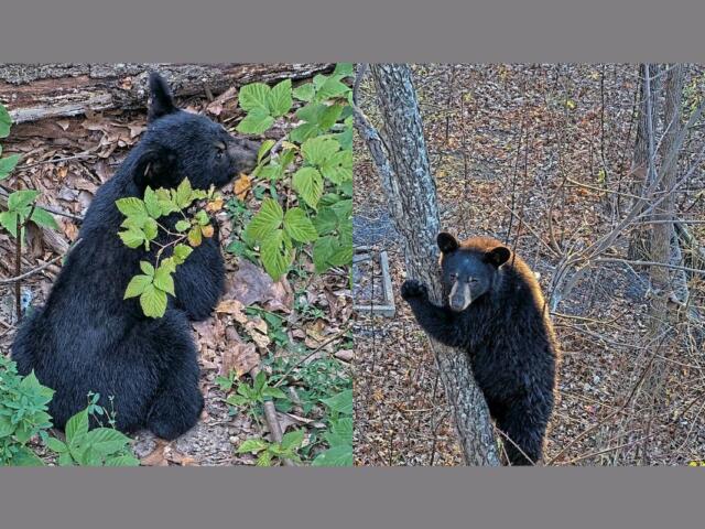 Black Bear Cubs